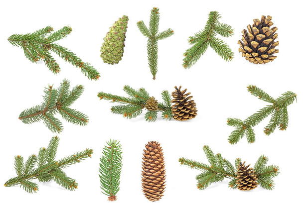 Green fir branches and cones isolated on a white background. Set - Photo, image