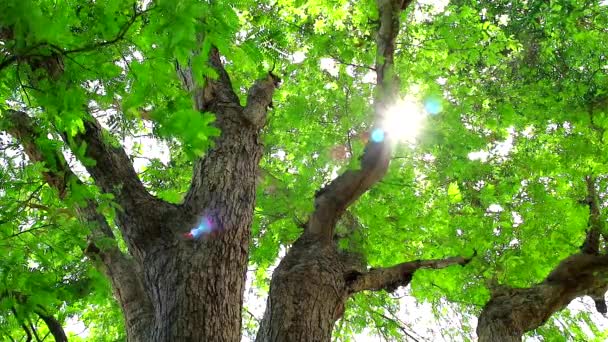 солнечный свет перейти на тамаринд дерево имеет небольшие зеленые листья, которые растут в саду и обеспечивают тень для птиц и других животных
 - Кадры, видео