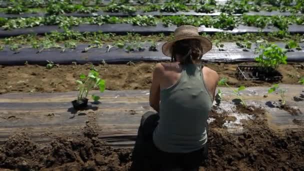 Volunteer work on ecological farm crops. - Footage, Video