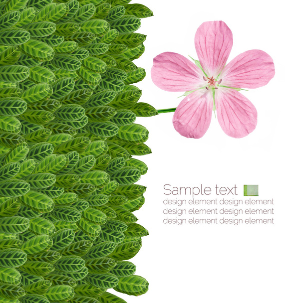 Lovely floral design elements - Foto, Imagem
