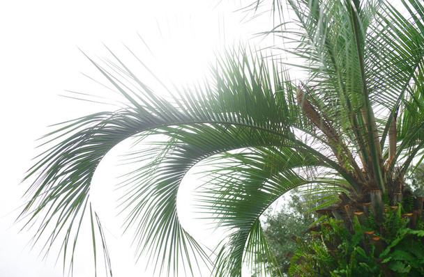 Palmy proti slunné obloze - Fotografie, Obrázek