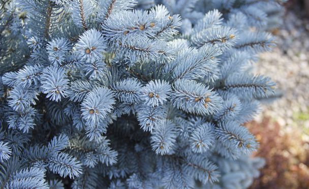 Sininen kuusi jouluksi. Sinisen kuusen oksat lähikuva. Uudenvuoden puu. Joulukuusi
 - Valokuva, kuva