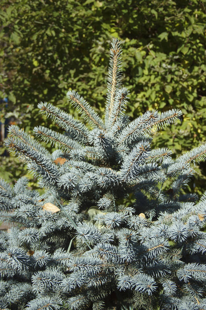 クリスマスにブルースプルース青いトウヒの枝が近くにあります。新年の木。クリスマスツリー - 写真・画像