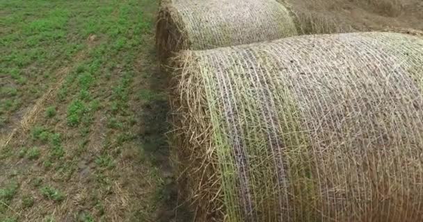 Szalmatekercsek a gabonamező melletti mezőn. - Felvétel, videó