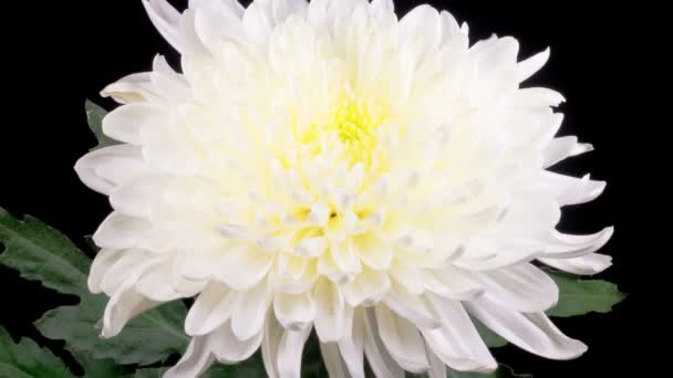 Caducidad de tiempo de hermosa flor de crisantemo blanco que se abre contra un fondo negro. - Imágenes, Vídeo