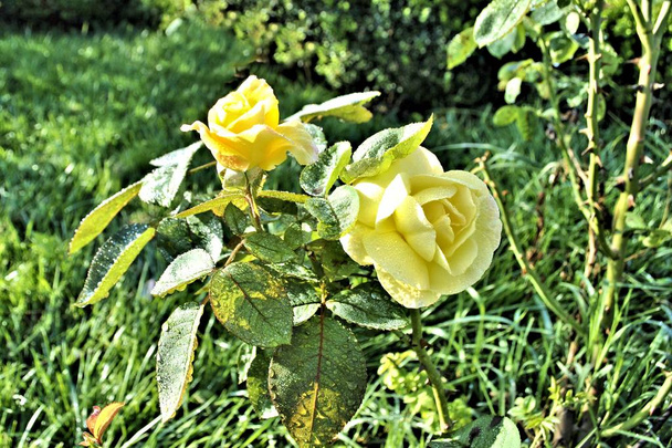 Mooie gele roos bloemen groen blad close-up romantische natuur bloesem tuin stilleven zonnige dag dauw flora achtergrond  - Foto, afbeelding