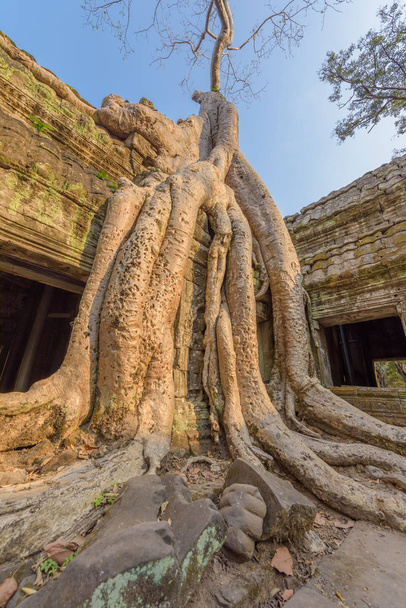 The huge roots of the silk-cotton tree growing over the temple of Ta Phrom within the Angkor temple complex in Siem Reap, Cambodia. - Photo, Image