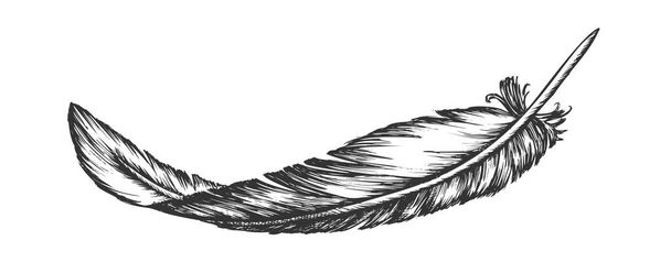 Lost Bird Outer Element Feather Hand Drawn Vector - Vector, Image
