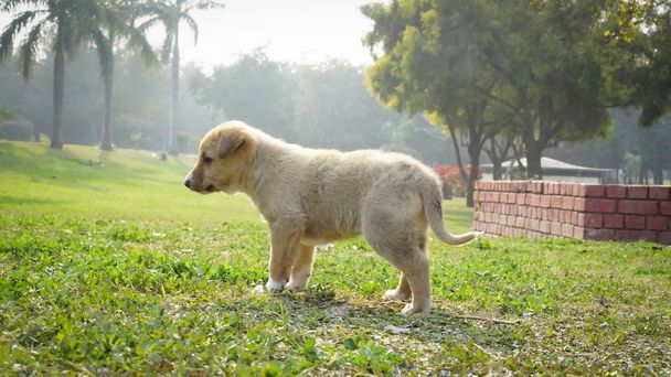 Plan complet d'un petit chien en concept de sauvetage canin
.  - Photo, image