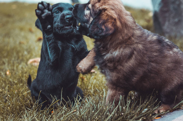 Маленькие щеночки весело играют на осенней траве. Черные и коричневые собачки в парке. Домашние животные
. - Фото, изображение