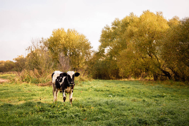 Egyszer napsütéses reggel egy fiatal tehén füvet eszik egy gyönyörű gyepen a folyó mellett. - Fotó, kép