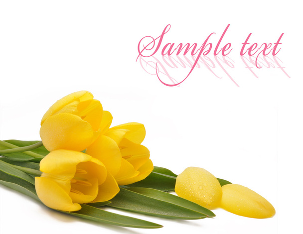 Tulips - Фото, изображение