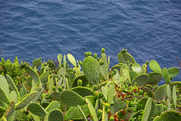 Espesuras verdes brillantes de Opuntia robusta cactus en acantilado con mar azul sobre fondo borroso
 - Foto, imagen