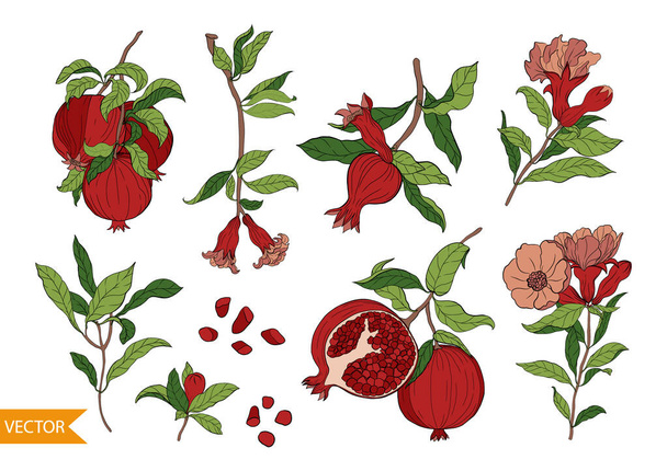 Set of 10 Pomegranate elements, flowers and leaves. Hand drawn fruit style. Vector - Vector, Image