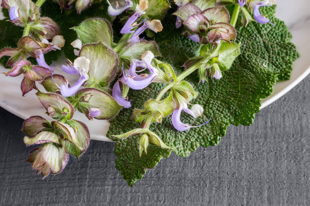 Salvia - una planta medicinal con acción antiséptica
 - Foto, imagen