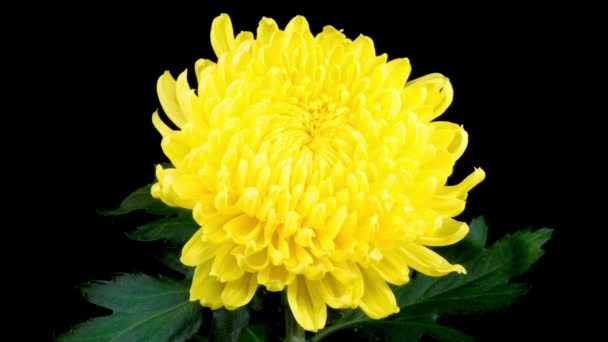 Temps écoulé de belle fleur jaune de chrysanthème s'ouvrant sur un fond noir. - Séquence, vidéo