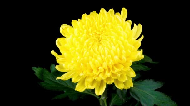 Aika raukeaa kaunis keltainen krysanteemi kukka avautuminen vastaan musta tausta. - Materiaali, video