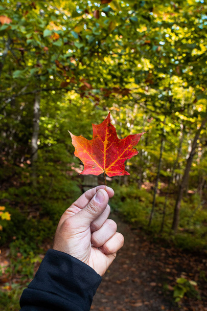 Un homme tenant congé d "érable orange au début de l'automne au canada. - Photo, image