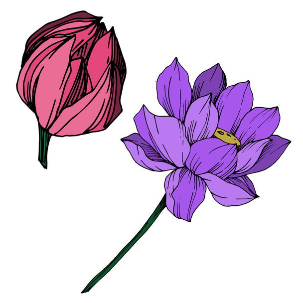 Floral βοτανικό λουλούδι του διάνυσμα Lotus. Μαύρο και άσπρο χαραγμένο μελάνι τέχνης. Μεμονωμένο στοιχείο απεικόνισης Lotus. - Διάνυσμα, εικόνα