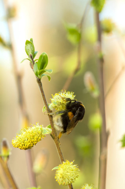 Buff-tailed bumblebee, Bombus terrestris queen feeding - Photo, Image