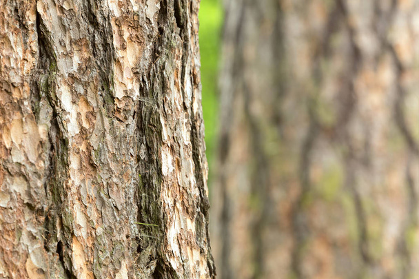 カラマツの樹皮 - 写真・画像