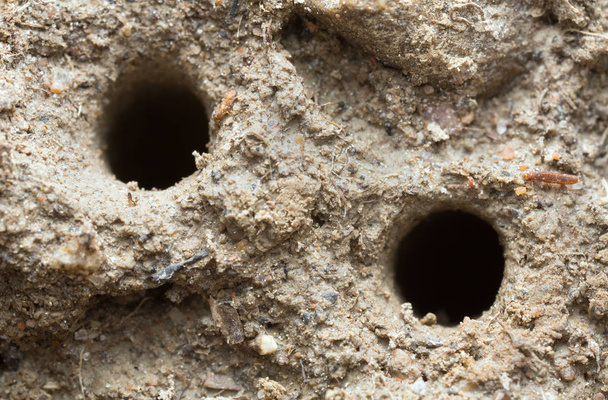 Agujeros en arena que contienen escarabajo tigre verde, larva Cicindela campestris
 - Foto, Imagen
