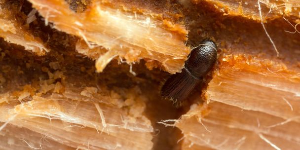Kabuk böceği odunu, büyüteçle çok yakın çekim. - Fotoğraf, Görsel