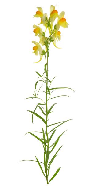 Common Toadflax, Linaria vulgaris isolated on white background - Photo, Image