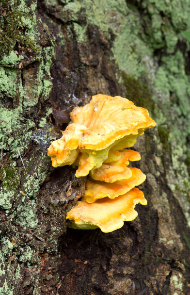 Sulphur polypore, Laetiporus sulphureus growing on wood - Photo, Image
