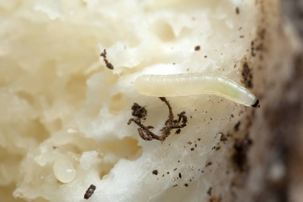 Fungus gnat larva, Mycetophilidae on boletus mushroom - Photo, Image