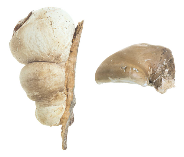 Nyírfa polippora, Piptoporus betulinus gyűjtemény elszigetelt fehér alapon - Fotó, kép