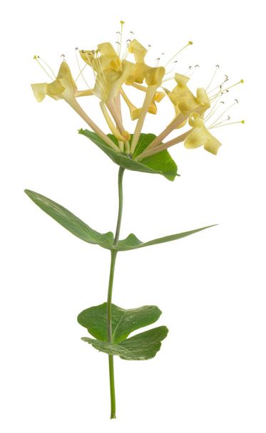 Kvetoucí italská dřevina, Lonicera caprifolium izolované na bílém pozadí - Fotografie, Obrázek
