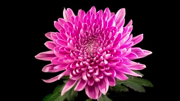 Caducidad de tiempo de hermosa flor de crisantemo rosa que se abre contra un fondo negro.  - Metraje, vídeo