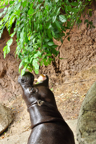 Hipopótamo comiendo hoja
 - Foto, Imagen