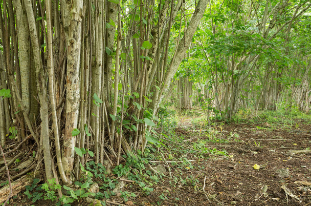 Hazelaar bomen met levend en droog hout, dit soort omgeving is belangrijk voor vele bedreigde insecten - Foto, afbeelding