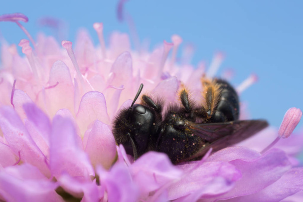Masculino grande shaggy-bee, Panurgus banksianus no campo escabioso, copyspace na foto
 - Foto, Imagem