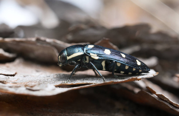 Jewel beetle, Buprestis octoguttata on pine bark - Photo, Image