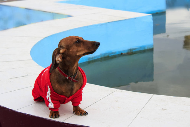 Коричневий собака Дашунд в червоному светрі і червоний комірець сидить на тлі блакитної води і дивиться на камеру. Концепція собачого одягу
. - Фото, зображення