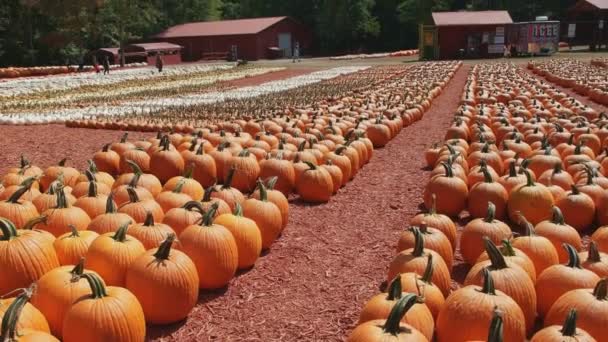Různé velikosti a barvy dýní v řadách a seskupení na prodej na farmě v zářivý slunečný den na podzim - Záběry, video