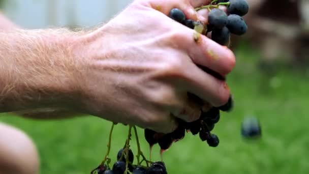 Szőlő gyümölcs otthoni borfeldolgozás alapos zúzás - Felvétel, videó