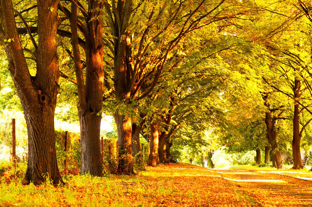 Parco cittadino con foglie gialle. Arredo autunnale. Primo piano
 - Foto, immagini