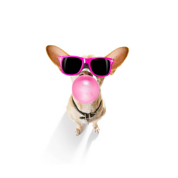 dog chewing bubble gum - Photo, image