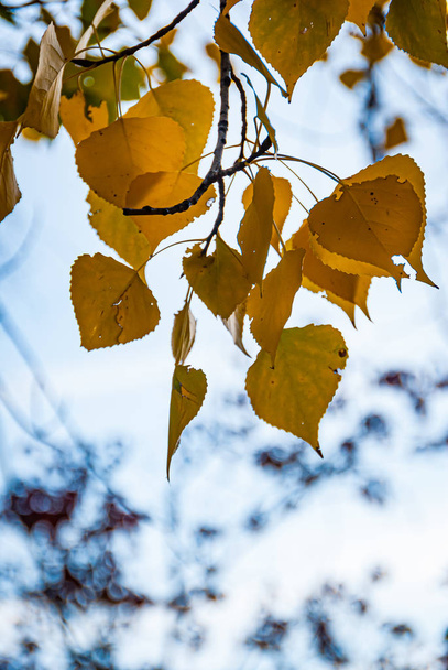 Yellow poplar leaves in autumn - Foto, afbeelding