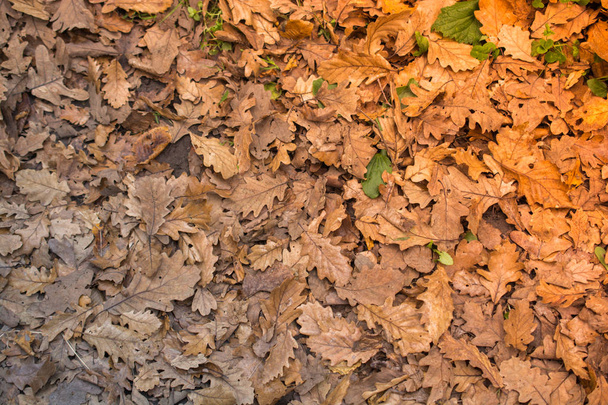 茶色の葉のテクスチャーと背景。乾燥した葉背景テクスチャ - 写真・画像