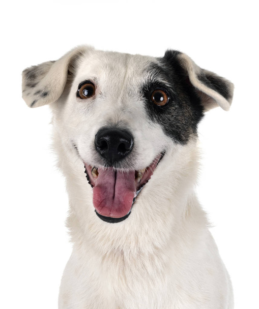 Jack Russel terrier
 - Foto, imagen