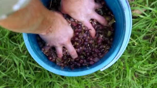 Grapes fruits home wine processing thorough crushing - Záběry, video