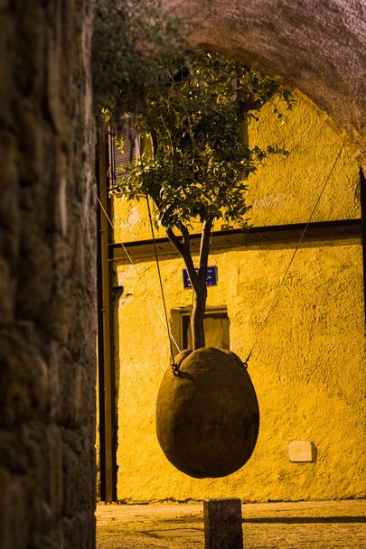 Старый Яффо висящее дерево
 - Фото, изображение