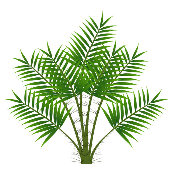 hojas verdes de palmera aisladas sobre fondo blanco. - Vector, imagen