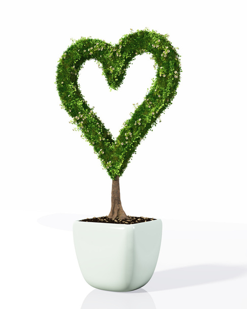 egy növény, szív alakú - Fotó, kép