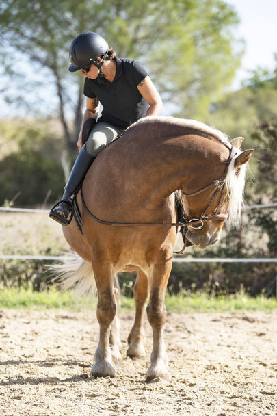 berijden meisje en comtois paard - Foto, afbeelding